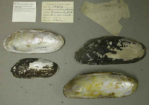 specimen