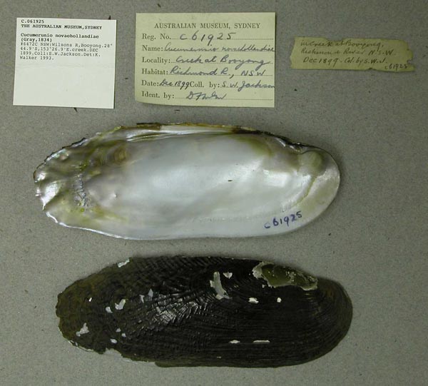 specimen