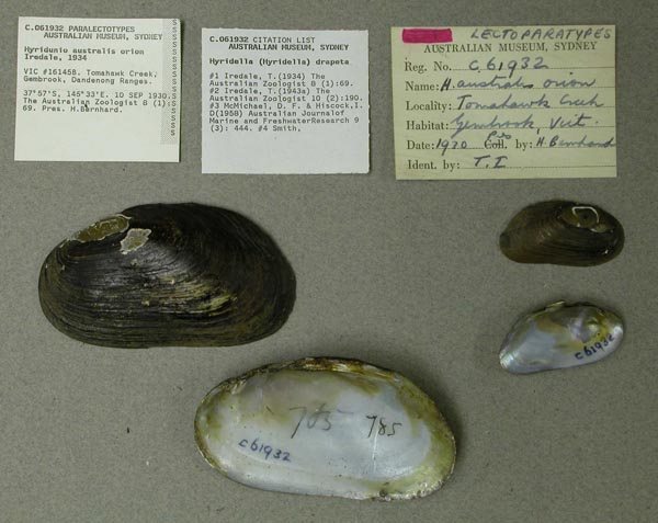 specimen