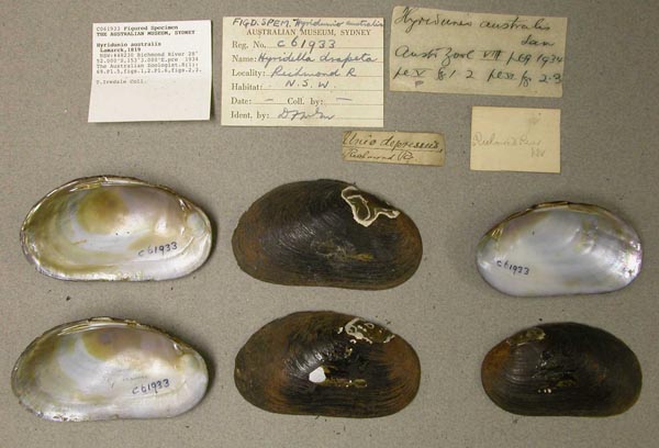 specimen