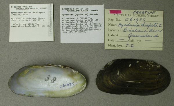 specimen