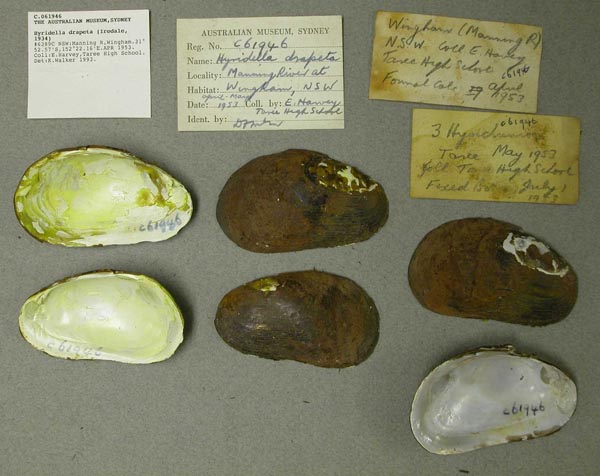 specimen