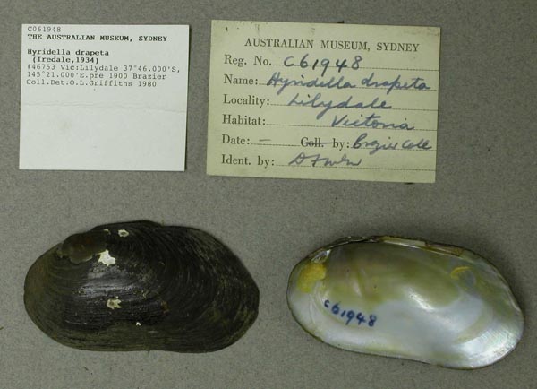 specimen