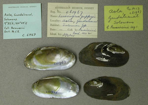 specimen