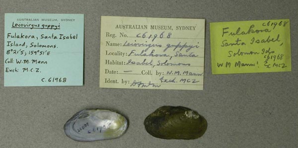 specimen