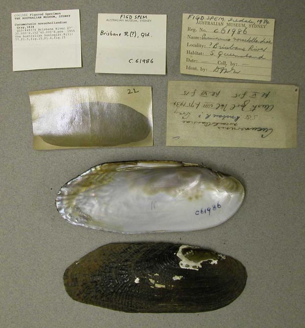 specimen