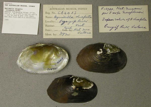 specimen