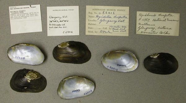 specimen