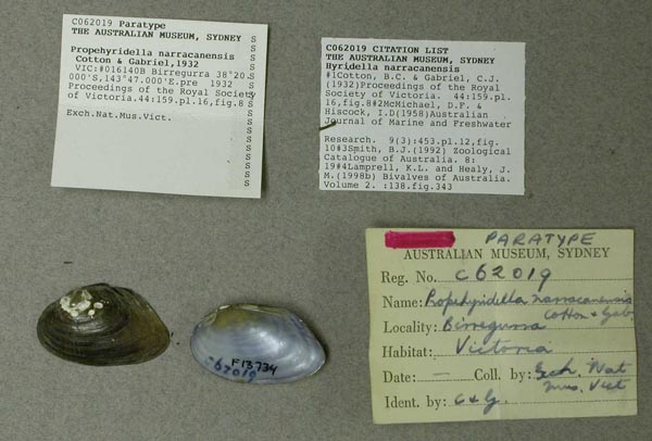 specimen