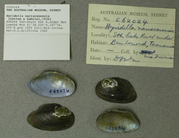 specimen