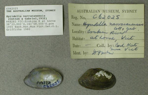 specimen