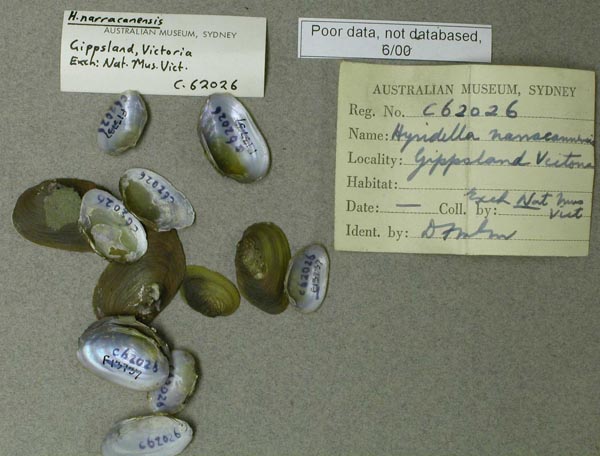 specimen