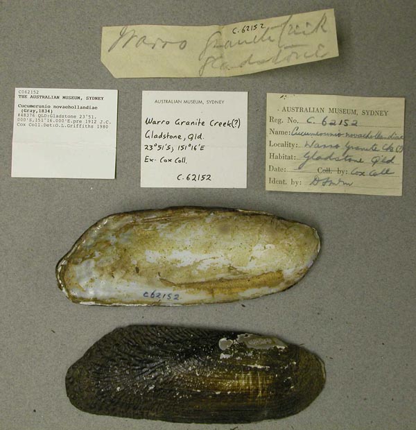 specimen