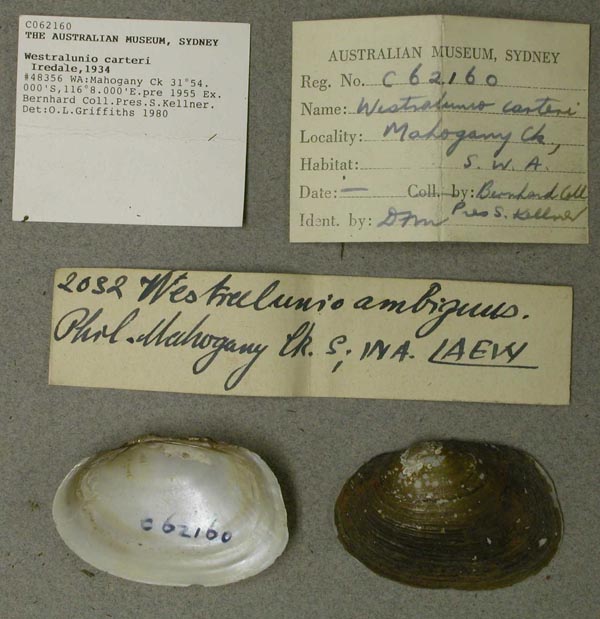 specimen
