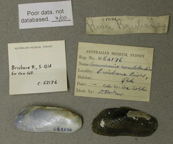 specimen