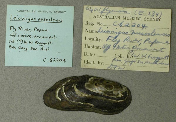 specimen