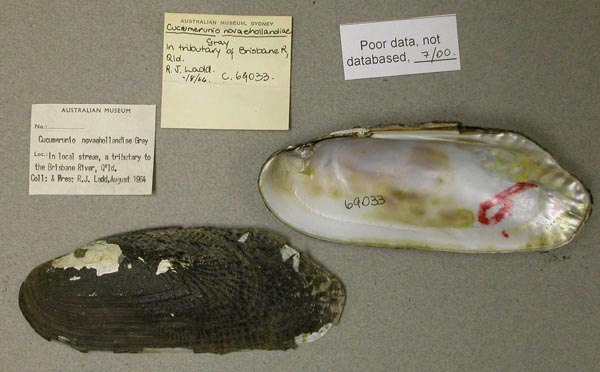 specimen