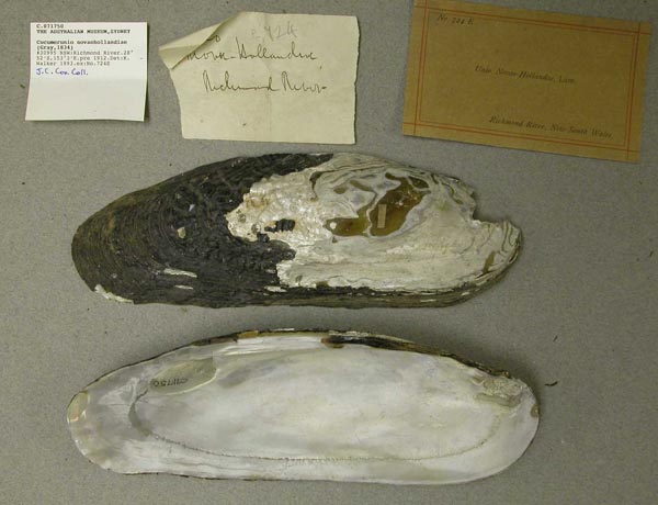 specimen