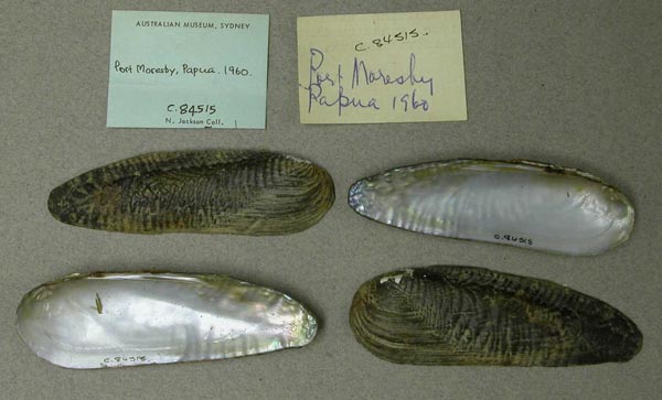 specimen