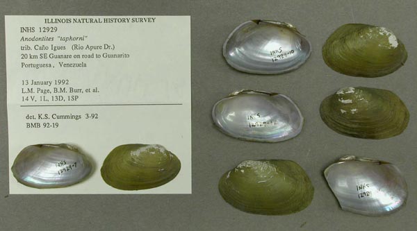 specimen