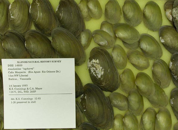 specimen