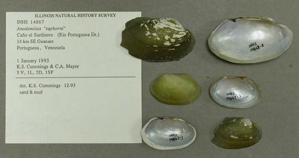 specimen