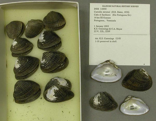 specimen