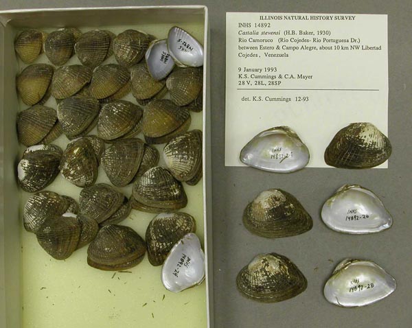specimen