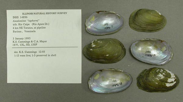 specimen