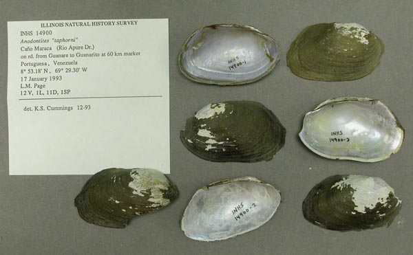 specimen