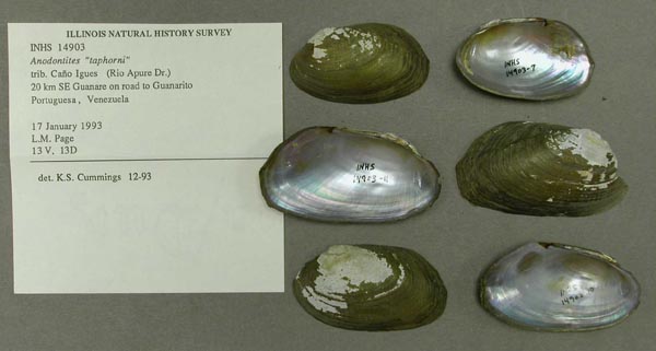 specimen