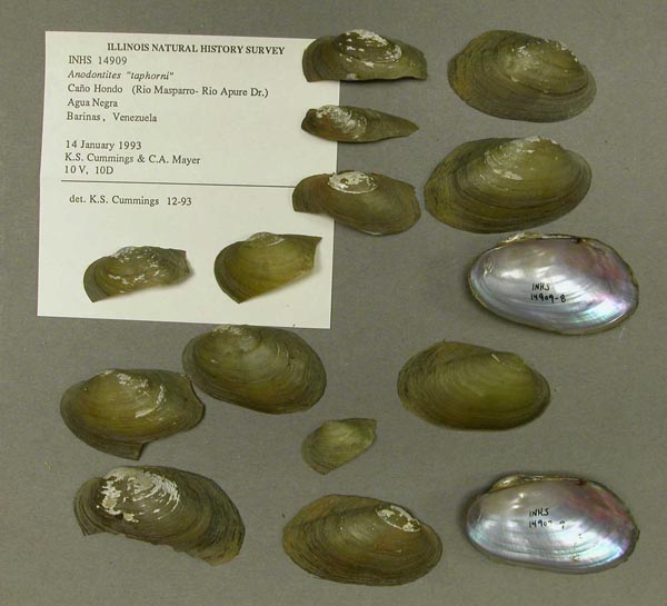 specimen