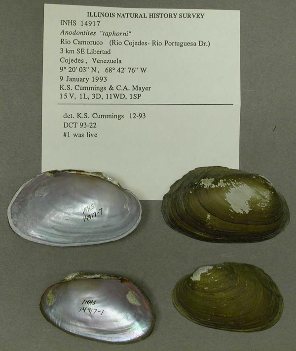 specimen