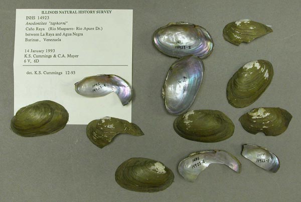 specimen
