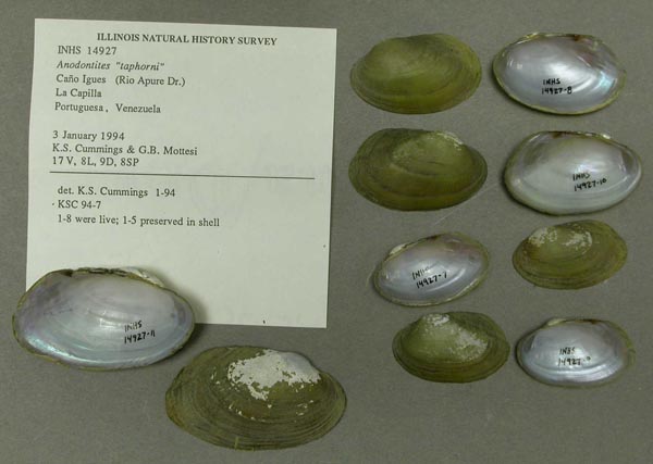 specimen