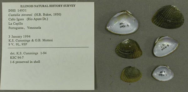 specimen