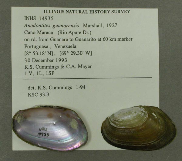 specimen