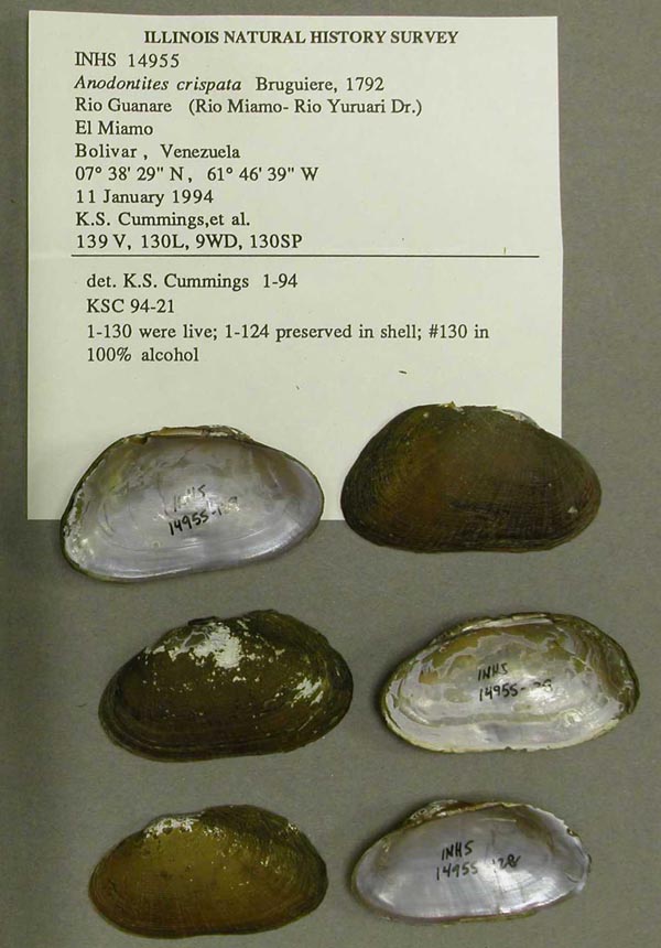 specimen