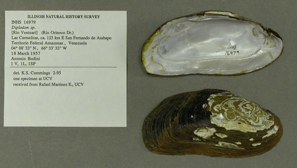 specimen