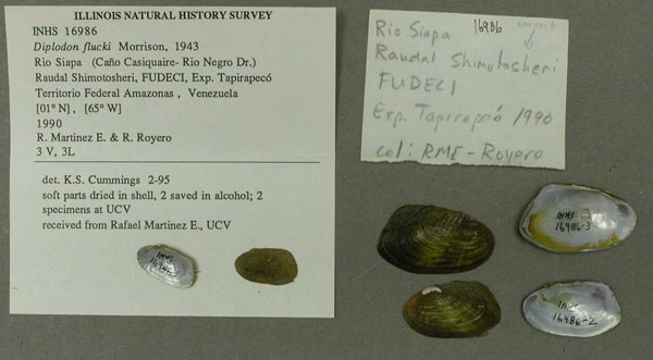 specimen