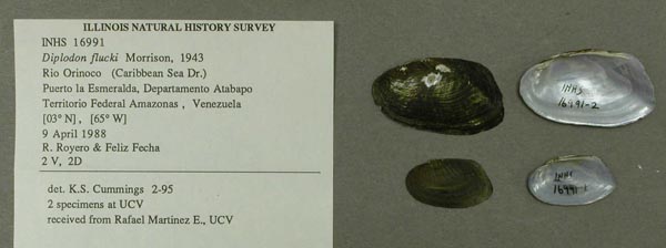 specimen