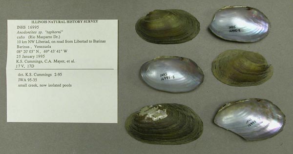 specimen