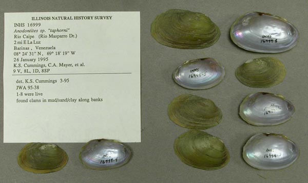 specimen