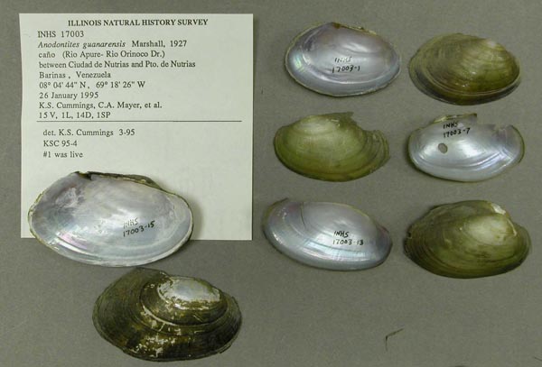 specimen