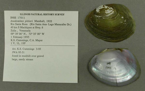 specimen