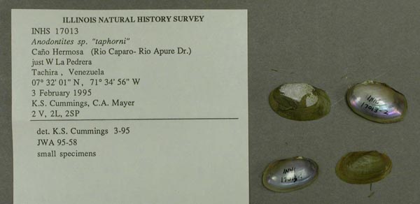 specimen