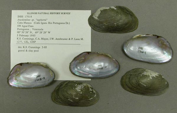 specimen
