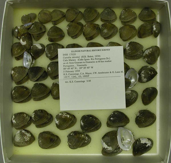specimen