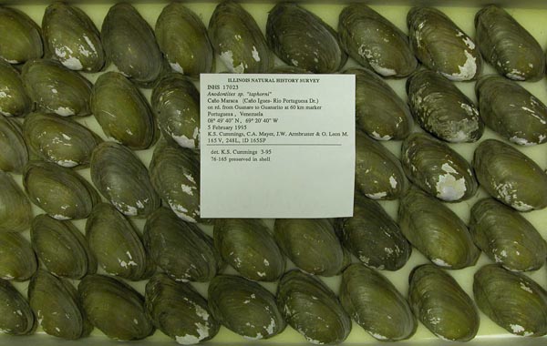 specimen