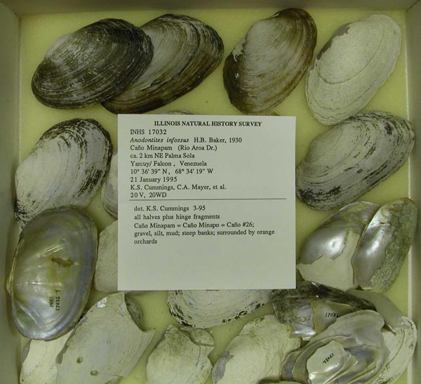 specimen